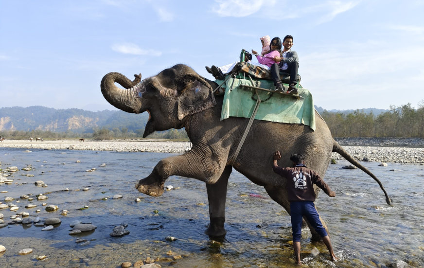 Elephant Tour